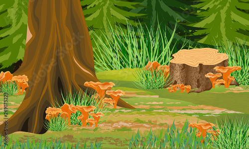 Autumn forest. Spruce trees and grass, chanterelle mushrooms, stump. Wild nature of Eurasia, USA and Scandinavia. Realistic Vector Landscape