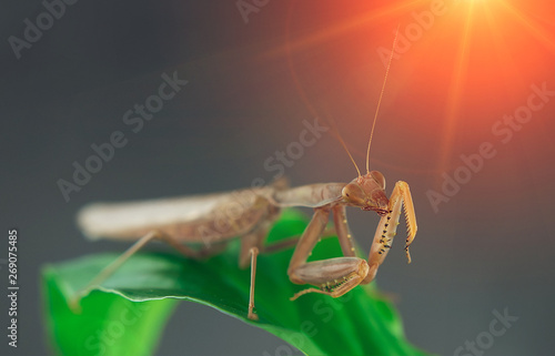 Wallpaper Mural Insect hunter attacks at sunset. Mantis is a terrible monster of wildlife. Torontodigital.ca