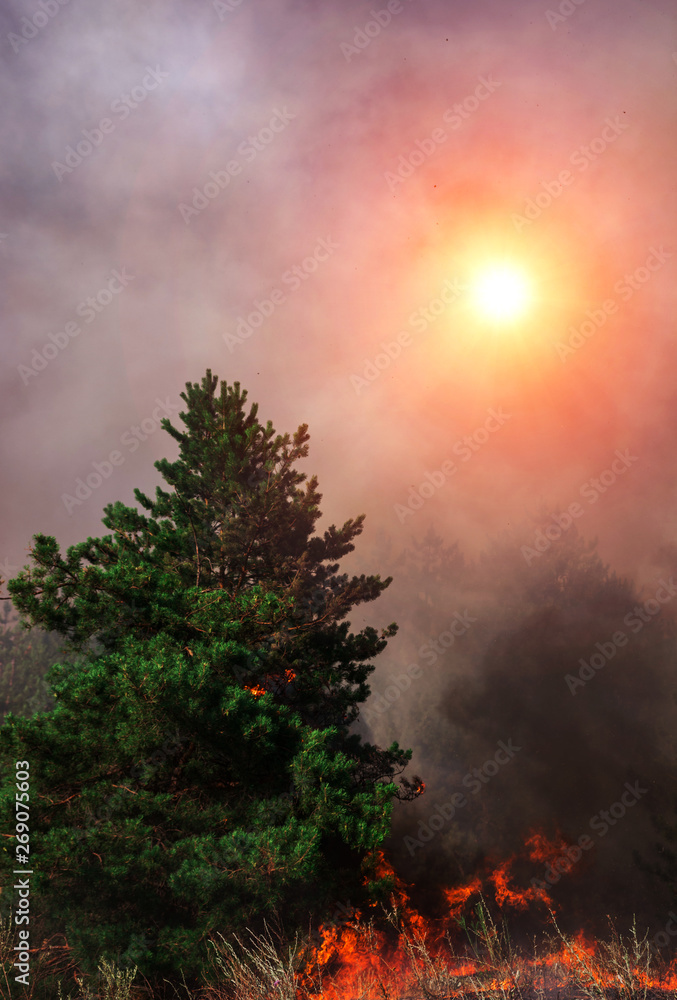 Fototapeta premium wildfire at sunset, burning pine forest .