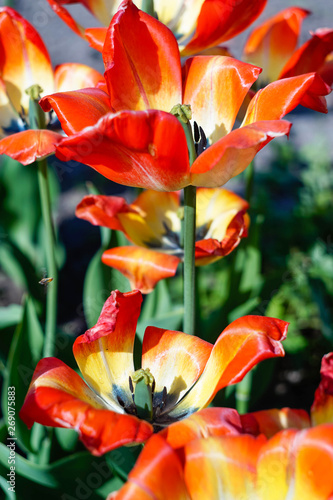 bright yellow-red tulips and green leaves close-up