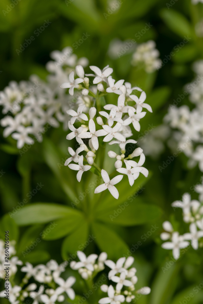 Waldmeister – Blütenteppich/Blätter (galium odoratum) Waldmeister – Blütenteppich/Blätter (galium odoratum)