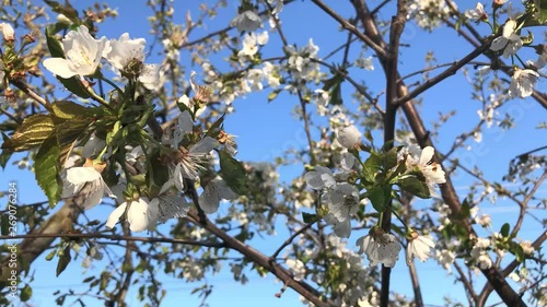 Blooming white cherry blossoms against the blue sky
