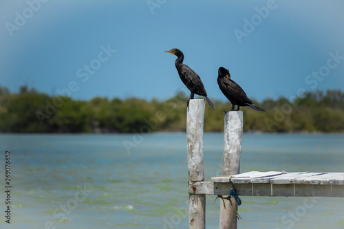 Cormorant on the pier and the tree. River in Cancun Mexico © David Merino