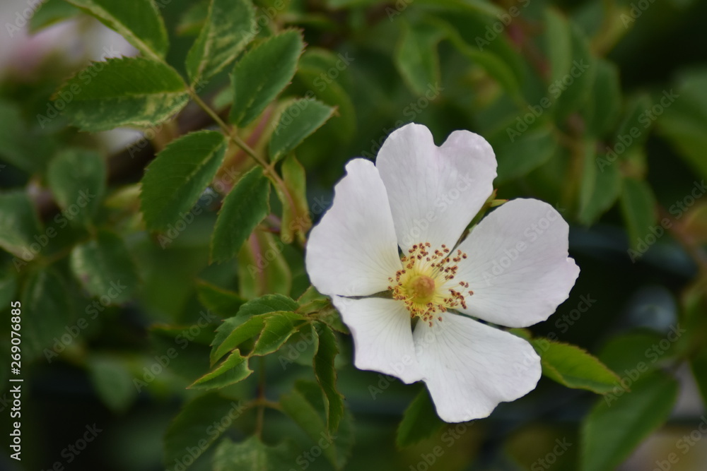 white flowers of a tree white flowers of a tree