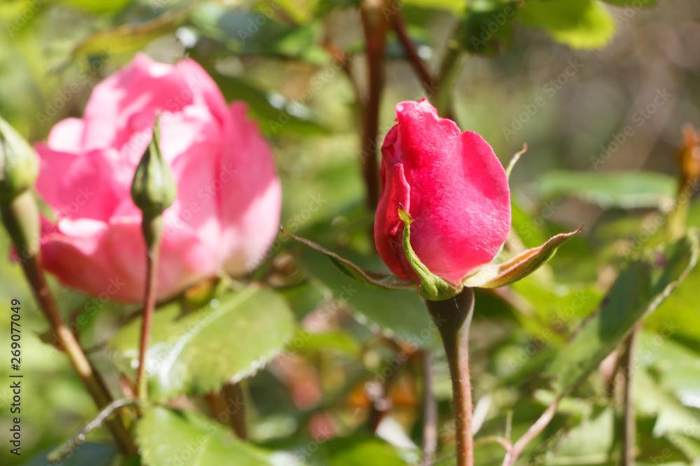 Pink rose bud in a garden during spring Pink rose bud in a garden during spring