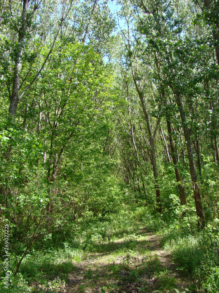 Young forests on the small island of Pastramagiul Young forests on the small island of Pastramagiul