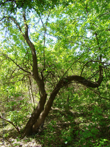 Wild forests on the small island of Pastramagiul