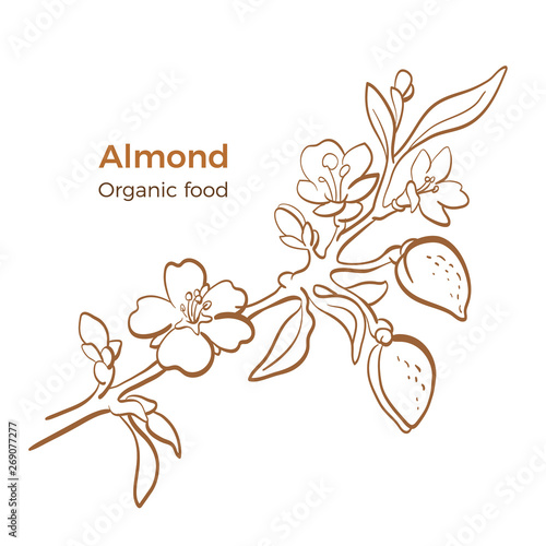 Almond. Vector botany branch. Art line sketch