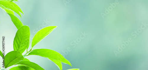 Green tropical leaves on na...