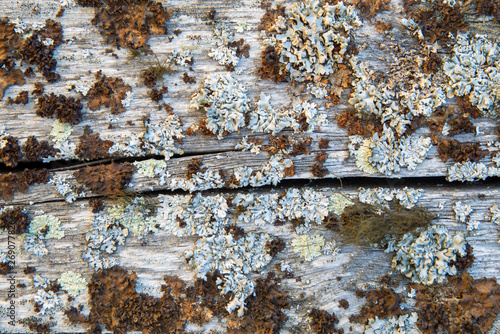 wood background covered with lichen photo