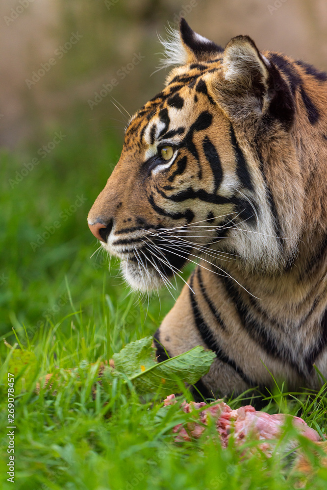 tiger tiger