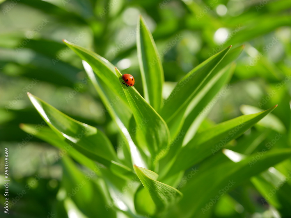 Ladybug enjoying some quiet time on the green leaf of an herb on blur natural background Ladybug enjoying some quiet time on the green leaf of an herb on blur natural background