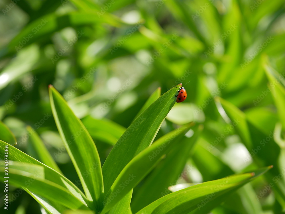A ladybird sits on the edge of a green leaf on a blurred background of nature A ladybird sits on the edge of a green leaf on a blurred background of nature