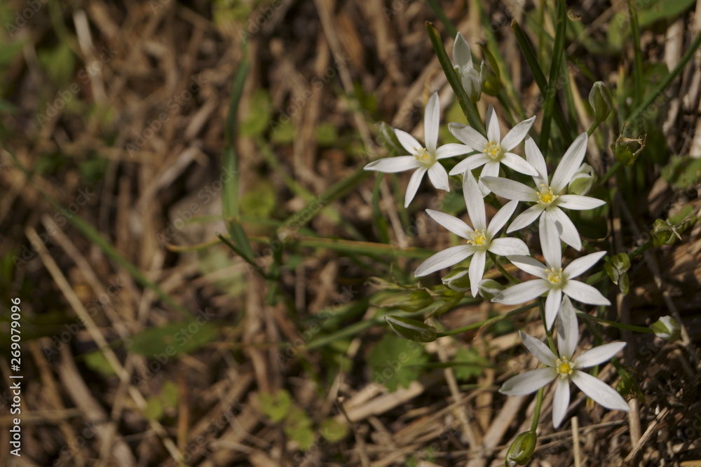 Wild flowers - Grass lily or Star-of-Bethlehem - Ornithogalum umbellatum Wild flowers - Grass lily or Star-of-Bethlehem - Ornithogalum umbellatum