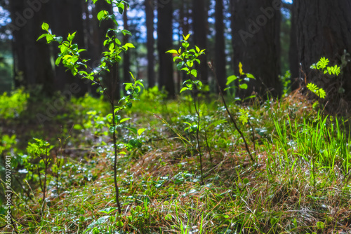 Spring scene in the forest. Beautiful forest in spring with bright sun shining through the trees