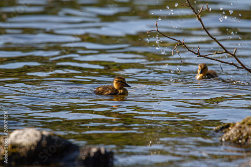River Tweed Ducklings Duck Scotland Scottish Borders © Keith
