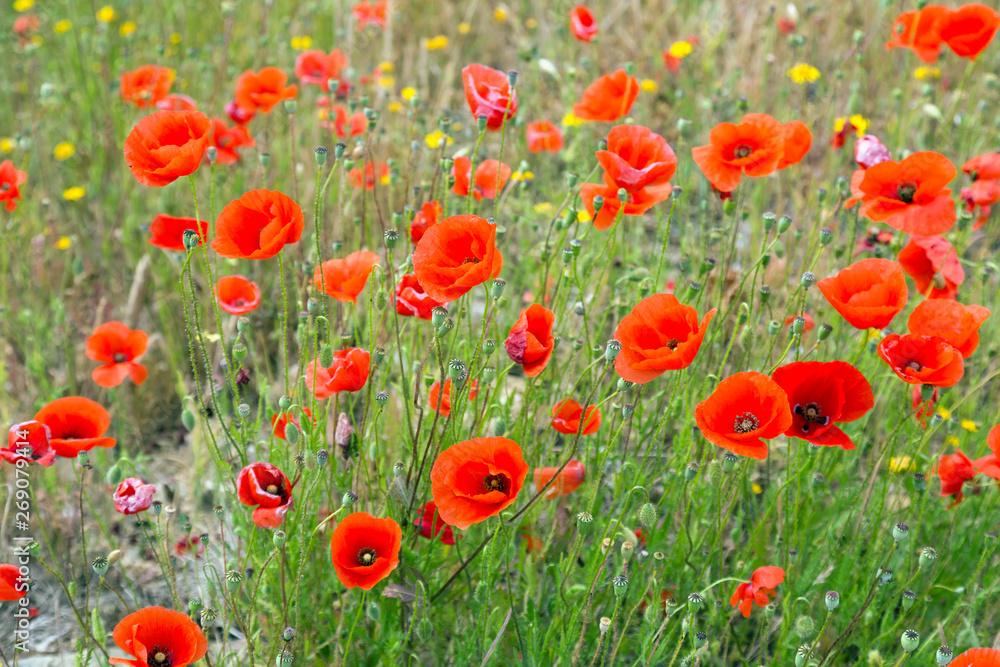 Obraz premium red poppies at wild meadow