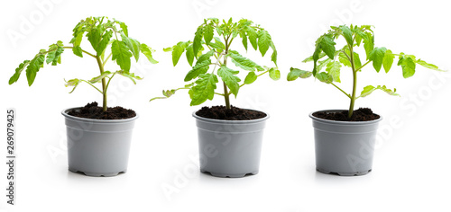 Set of tomato plant in a pots isolated on a white