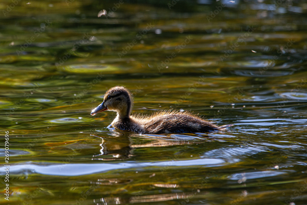 River Tweed Ducklings Duck Scotland Scottish Borders River Tweed Ducklings Duck Scotland Scottish Borders
