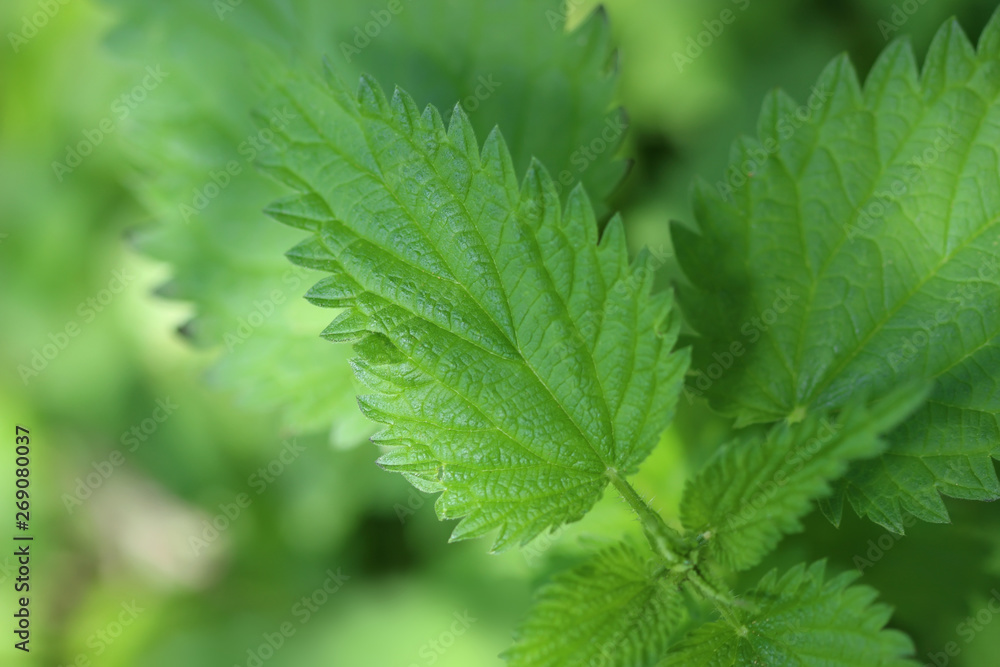 Stinging nettle