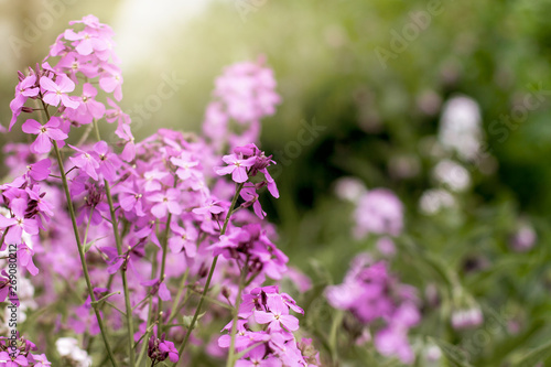 Purple wallfowers grow wild in a meadow; sunlight shines on the blossoms of a wallflowers in bloom