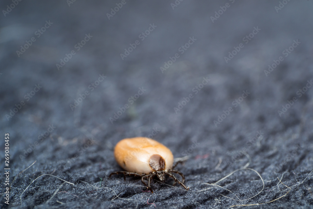 tick on textile surface