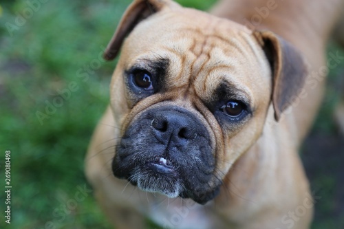 Bulldogge