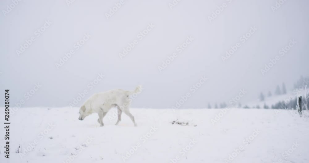 Walking white dog through the snowy field , on the top of mountain Walking white dog through the snowy field , on the top of mountain