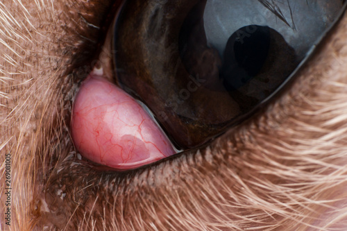 The prolapsed lacrimal gland in dog close-up. Dog with cherry eye photo