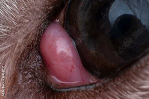 The prolapsed lacrimal gland in dog close-up. Dog with cherry eye photo