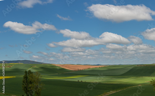 Beautiful agricultural landscape on the Way of St. James, Camino de Santiago between Ciruena and Santo Domingo de la Calzada in La Rioja, Spain