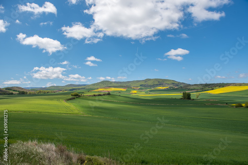 Beautiful agricultural landscape on the Way of St. James, Camino de Santiago between Ciruena and Santo Domingo de la Calzada in La Rioja, Spain
