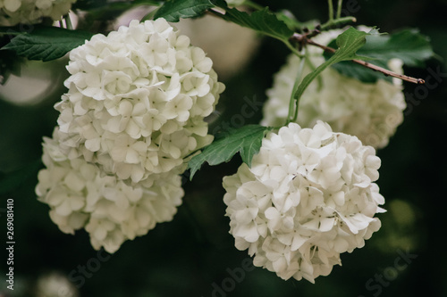 branch of lilac