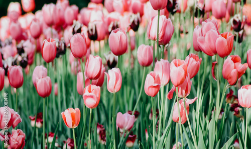 pink tulips in the garden