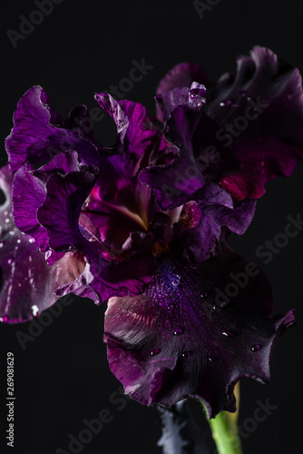 Fototapeta Naklejka Na Ścianę i Meble -  purple iris on black background