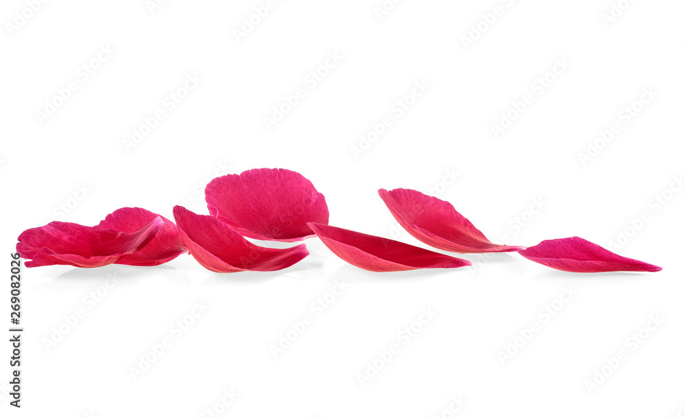 Red peony petals isolated on white background Red peony petals isolated on white background