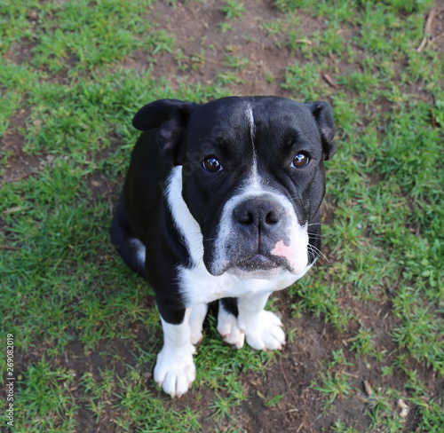 Bulldogge
