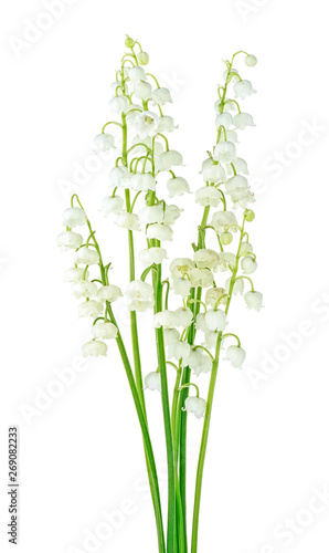 Beautiful fragrant lily of the valley flowers on white background. White flower of lily of the valley. Convallaria majalis.