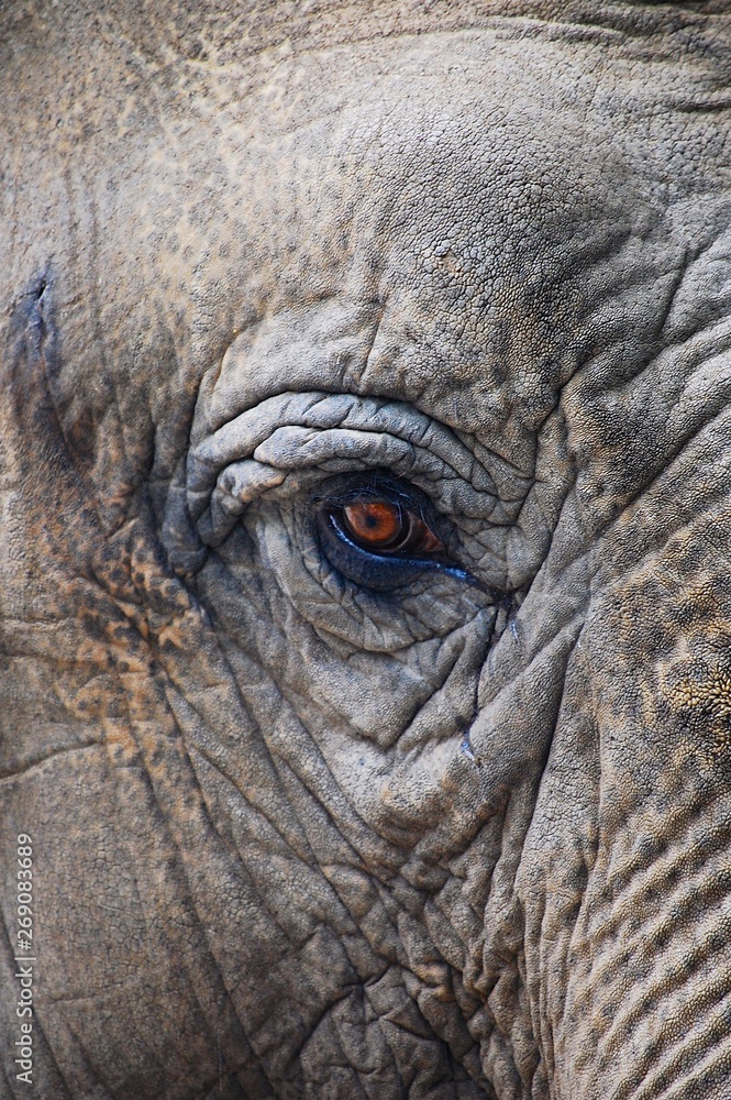 Fototapeta premium Elephant Eye 