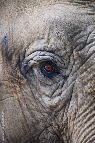 Elephant Eye  © Dan