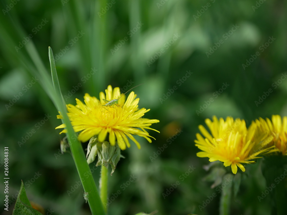 Obraz premium Green small grasshopper sits on a yellow flower of dandelion on a blurred background of nature. Macro photography insect