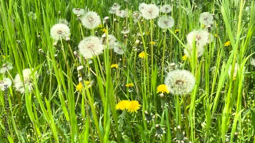Many plants dandelions, Taraxacum turned to seeds on a countryside field swinging in the wind.