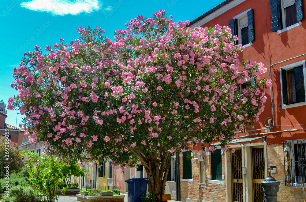 Flowers in front of a building