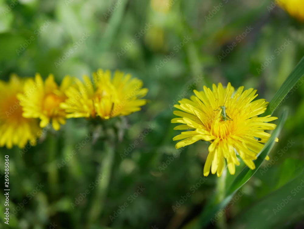 Green small grasshopper sits on a yellow flower of dandelion on a blurred background of nature. Macro photography insect Green small grasshopper sits on a yellow flower of dandelion on a blurred background of nature. Macro photography insect