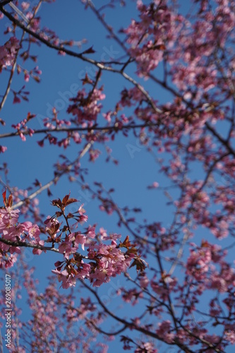 cherry tree blossom © aimy_masu