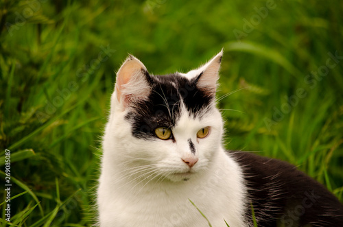 portrait of a black and white cat