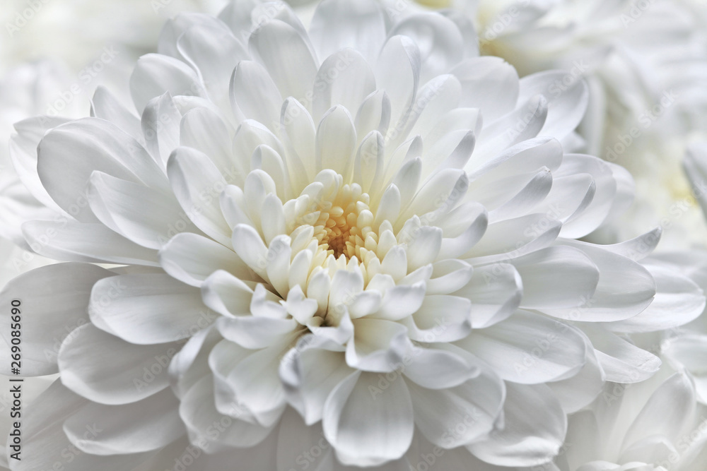 Fototapeta premium White chrysanthemum flower close-up.