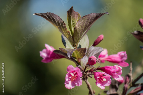 hummingbird on flower