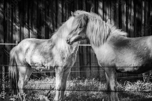 horse in the field © CFFotografie
