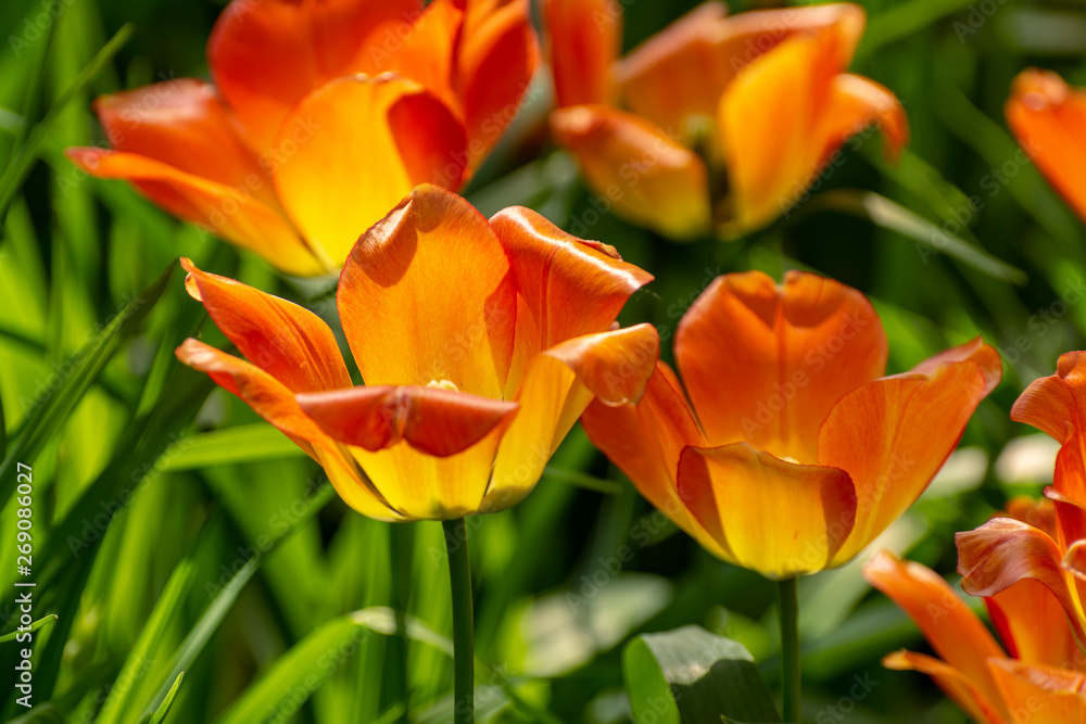 Tulip festival in St. Petersburg on Elagin island. Tulip festival in St. Petersburg on Elagin island.